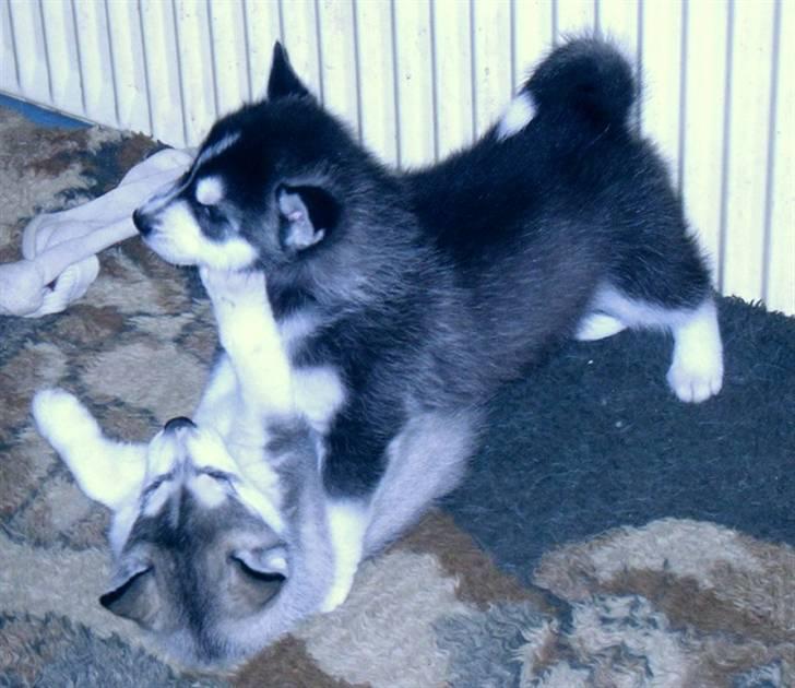 Siberian husky Balto <3 billede 19