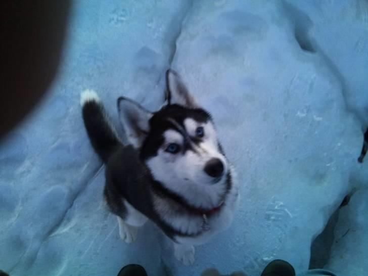 Siberian husky Velvet - Velvet  <3 billede 2