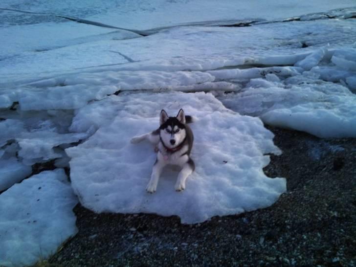Siberian husky Velvet billede 3