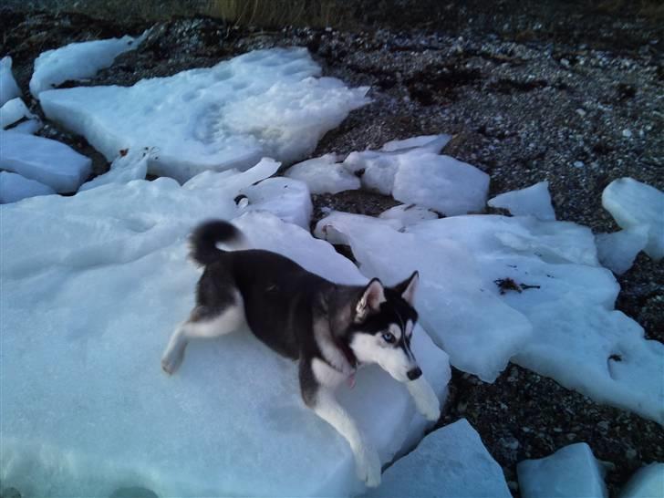 Siberian husky Velvet billede 4