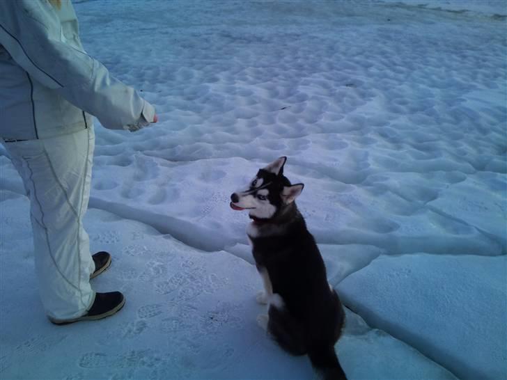 Siberian husky Velvet billede 5