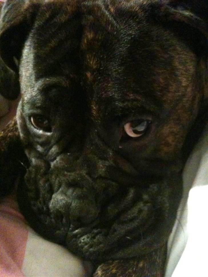 Bullmastiff Byron aka Bøffen - Jeg tigger da ikke? billede 12