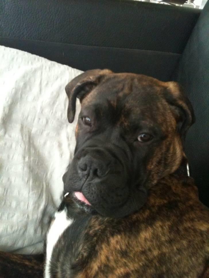 Bullmastiff Byron aka Bøffen - Super fotogen:) billede 13