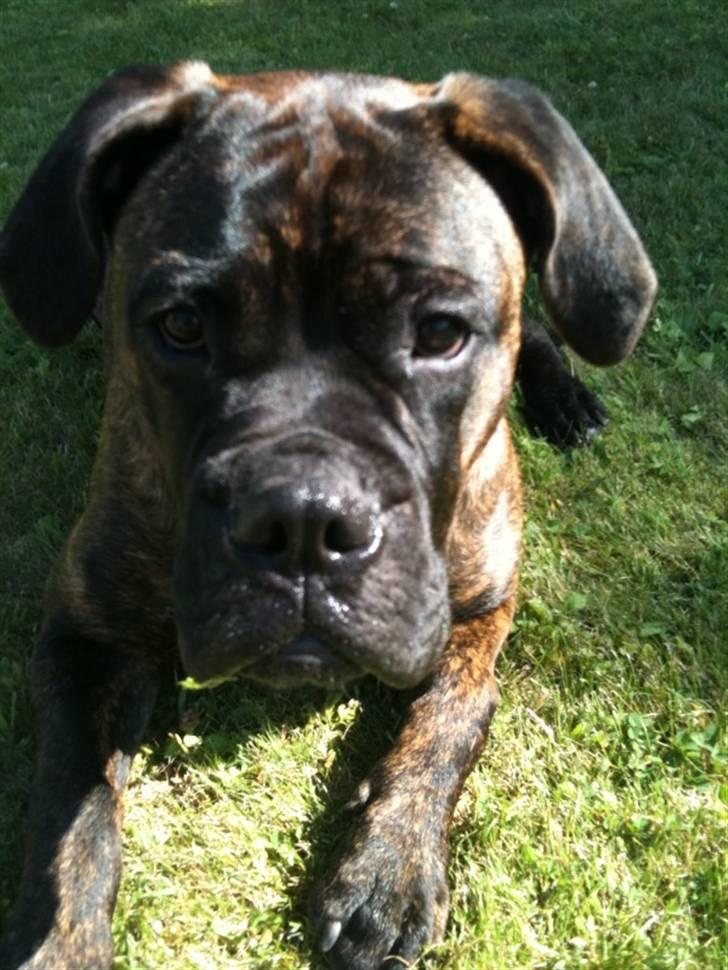 Bullmastiff Byron aka Bøffen - Mors lille skævøre. billede 14