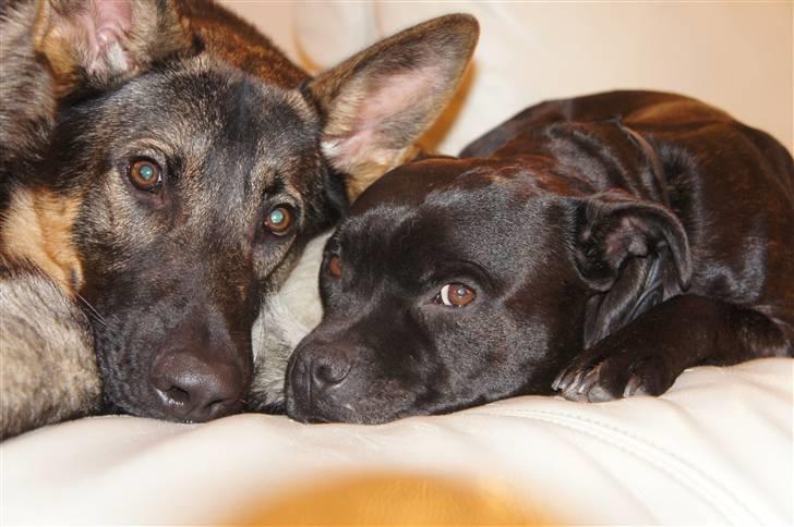 Schæferhund Abardi Chaos billede 11