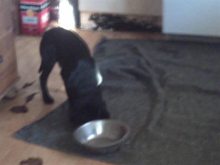 Labrador retriever Kia TimberRoad a Doghouse billede 13