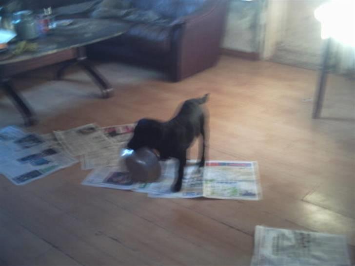 Labrador retriever Kia TimberRoad a Doghouse billede 14