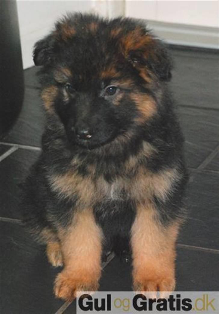 Schæferhund Bamse billede 1