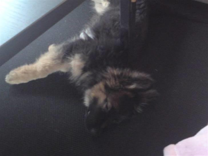 Schæferhund Bamse billede 2