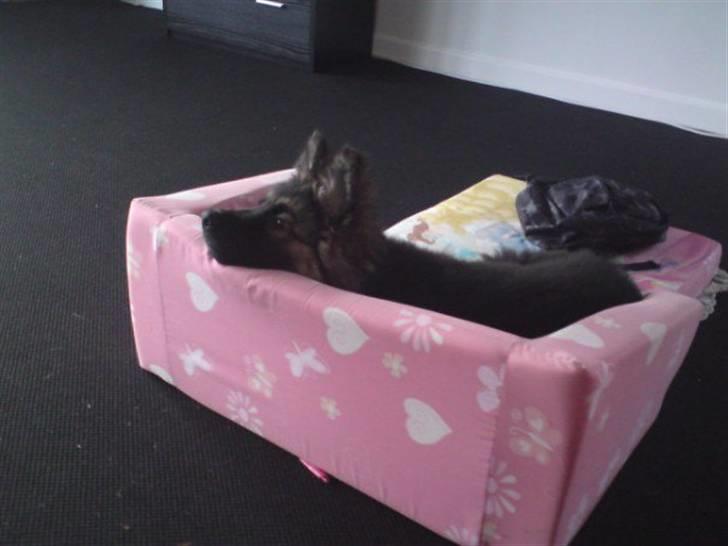 Schæferhund Bamse billede 3