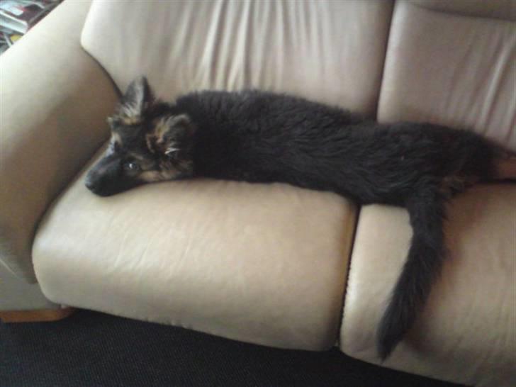 Schæferhund Bamse billede 4