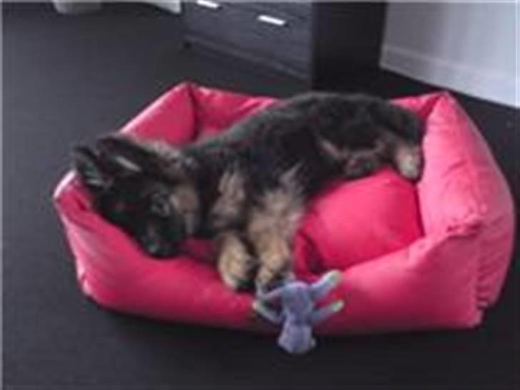 Schæferhund Bamse billede 5