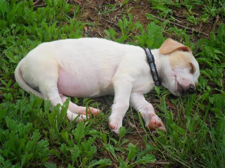 Blanding af racer Elvis billede 2