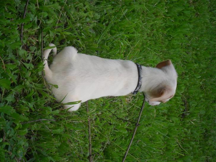 Blanding af racer Elvis billede 3