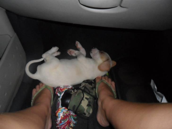 Blanding af racer Elvis billede 5