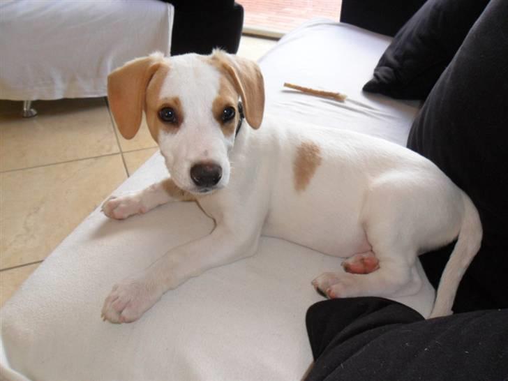 Blanding af racer Elvis billede 6