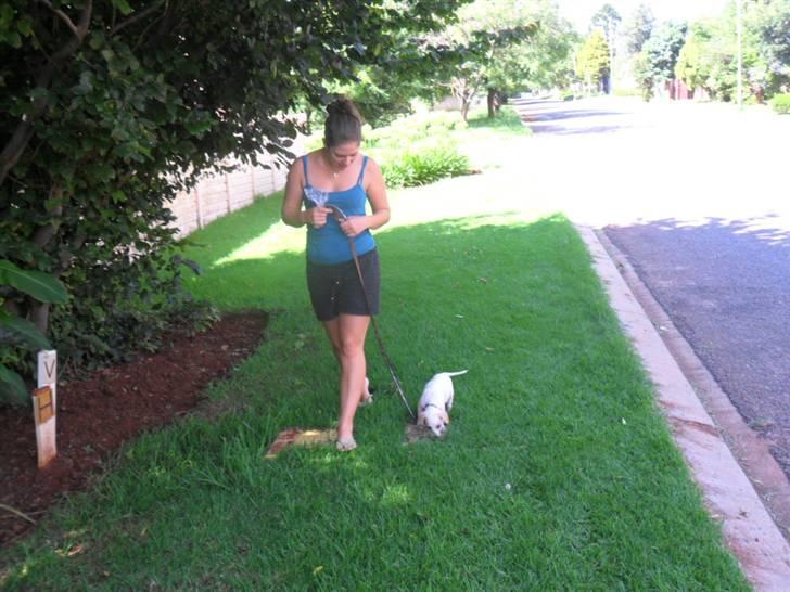 Blanding af racer Elvis billede 7