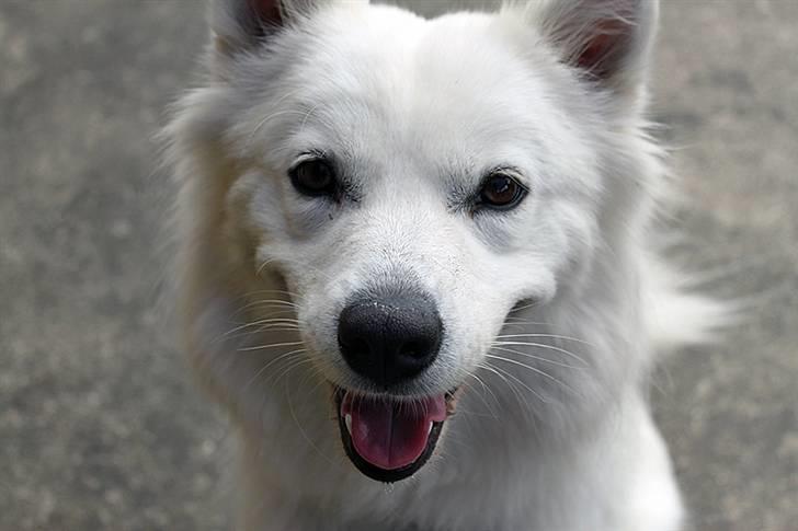 Samojedhund Zenta (Mormors hund) billede 1