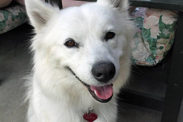 Samojedhund Zenta (Mormors hund) billede 2