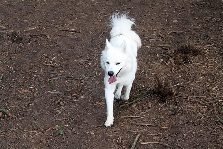 Samojedhund Zenta (Mormors hund) billede 3