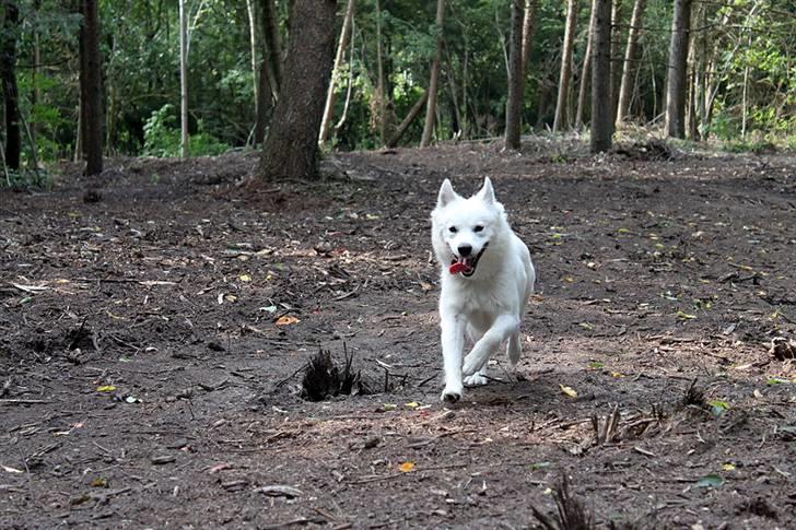 Samojedhund Zenta (Mormors hund) billede 4