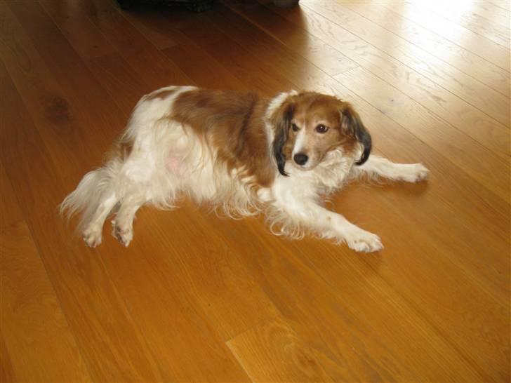 Kooikerhondje Mickey billede 7