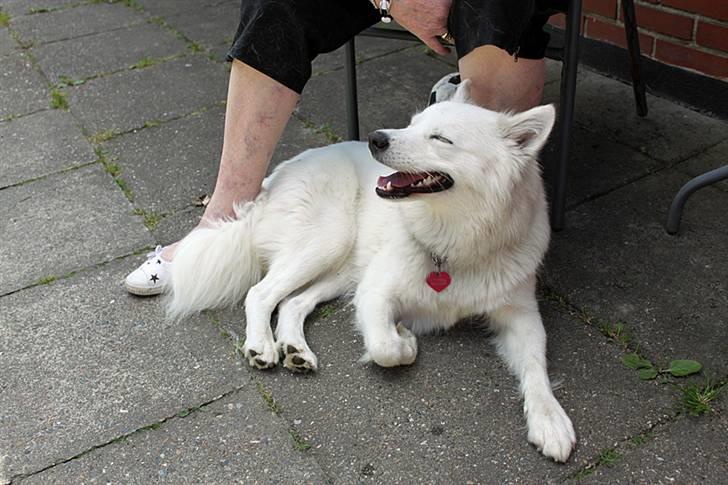 Samojedhund Zenta (Mormors hund) billede 5