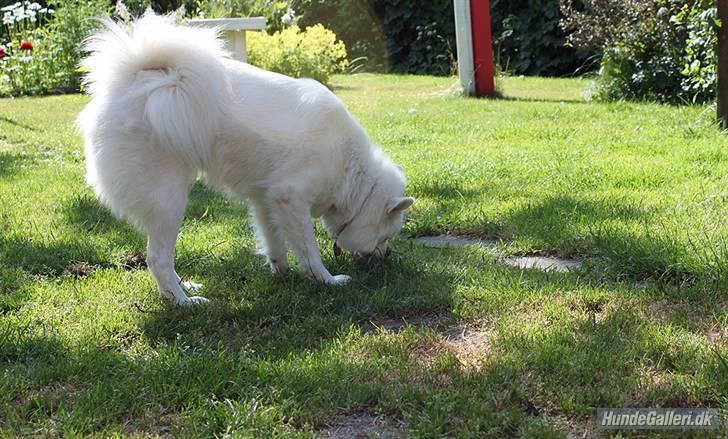 Samojedhund Zenta (Mormors hund) billede 6