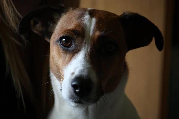 Blanding af racer Vally billede 13