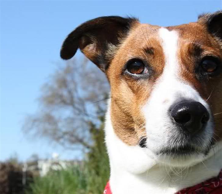 Blanding af racer Vally billede 14