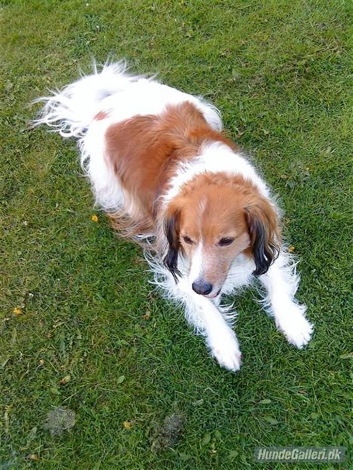 Kooikerhondje Mickey - ssmmmuukke billede 8