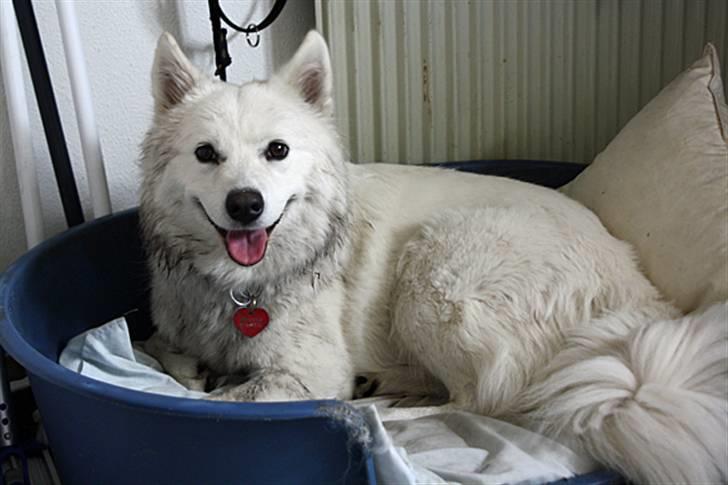 Samojedhund Zenta (Mormors hund) billede 7