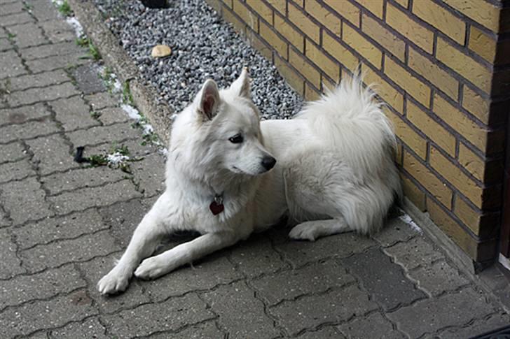 Samojedhund Zenta (Mormors hund) billede 8