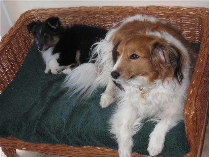 Shetland sheepdog coco billede 14