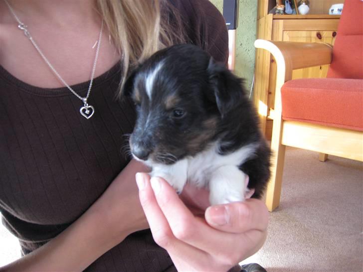 Shetland sheepdog coco billede 15