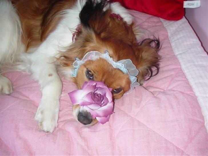 Kooikerhondje Mickey - han bliver pyntet billede 10