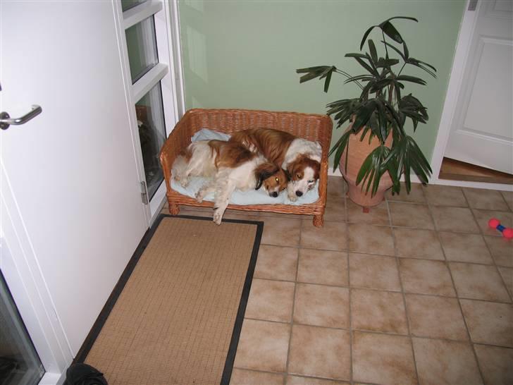 Kooikerhondje Mickey - mickey og vores gamle hund talis billede 11