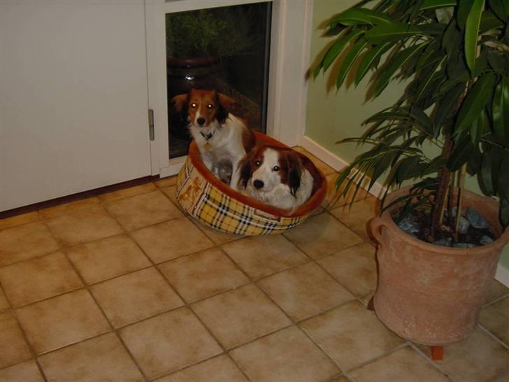 Kooikerhondje Mickey - mickey og vores gamle hund talis billede 12