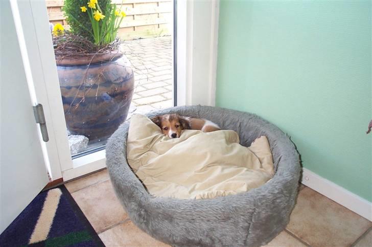 Kooikerhondje Mickey - mickey som lille billede 13