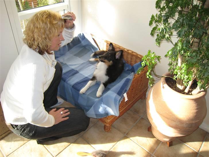 Shetland sheepdog coco billede 16