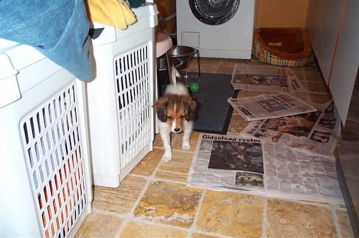 Kooikerhondje Mickey - nnnnåååå billede 14