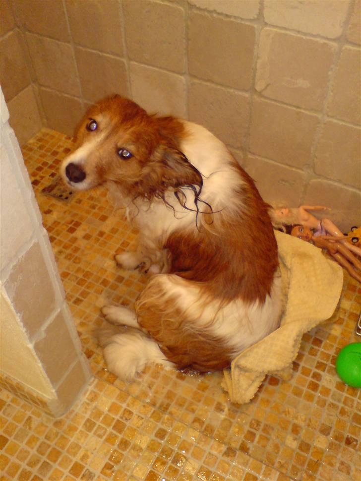 Kooikerhondje Mickey - mickey er en tur i bad billede 15