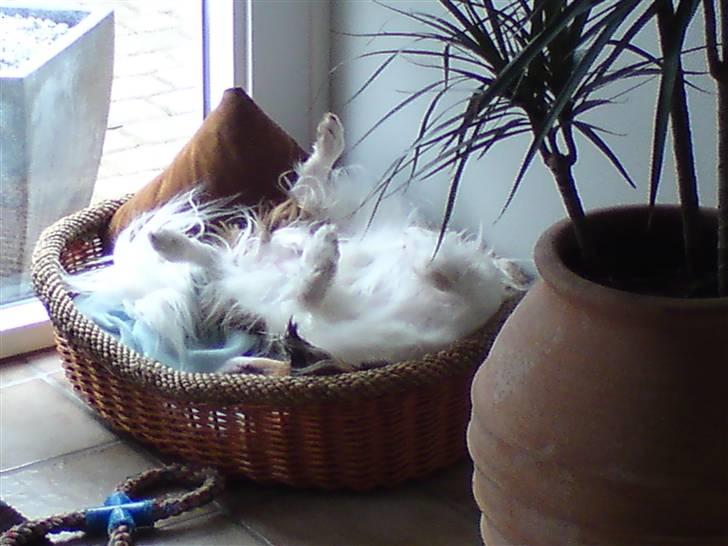 Kooikerhondje Mickey - han ligger med benene i været billede 16