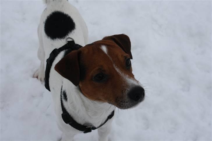 Parson russell terrier Karlsbjerggården Sir Rowe - December 2010 billede 11