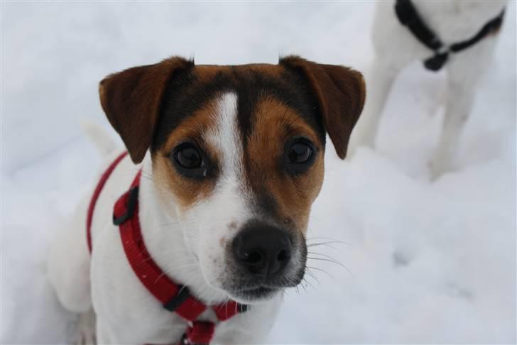 Parson russell terrier DKGCH Duvå Flicka III - "Ja mor?" december 2010 billede 8