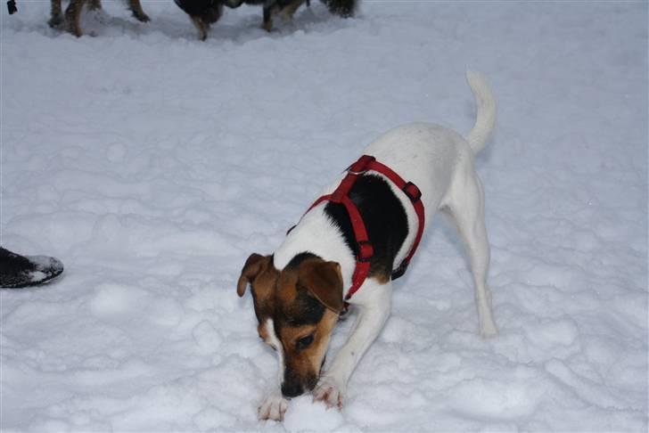 Parson russell terrier DKGCH Duvå Flicka III - December 2010 billede 9