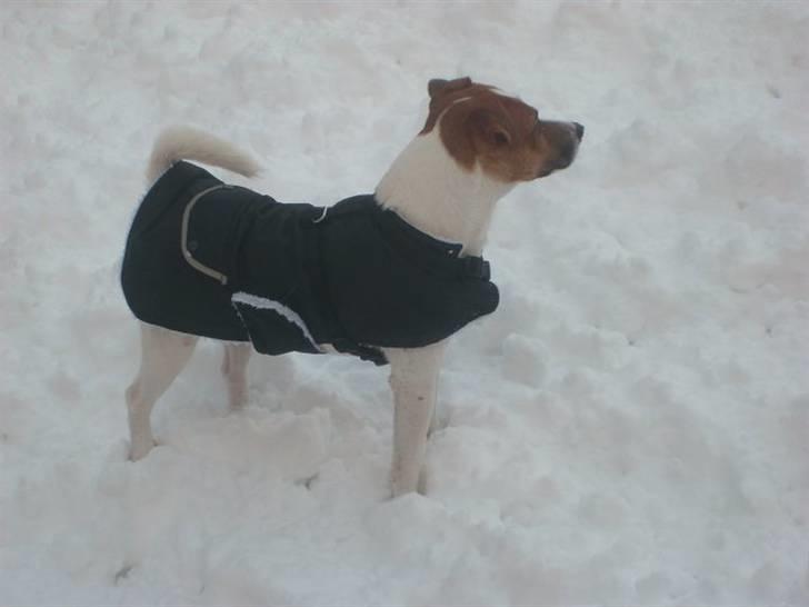 Jack russell terrier Karlsbjerggårdens Spaky - December 2010 billede 8