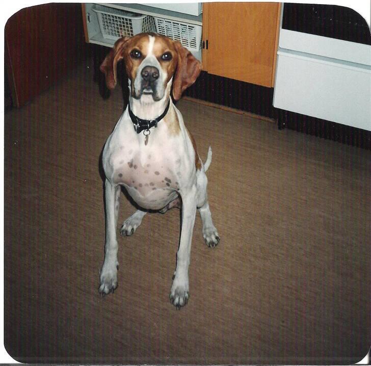 Pointer Nick *Himmelhund* Filert - Velkommen til min profil billede 1