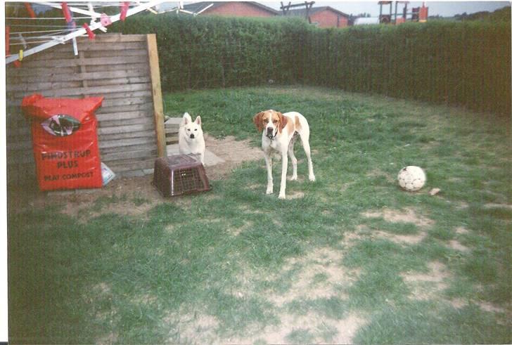 Pointer Nick *Himmelhund* Filert - Med sin bedste veninde den norske buhund Thara billede 2