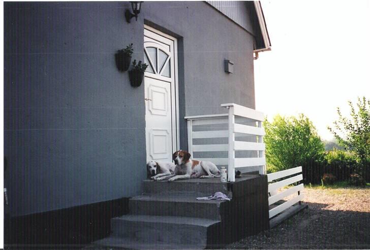 Pointer Nick *Himmelhund* Filert - Luk os dog ind billede 3